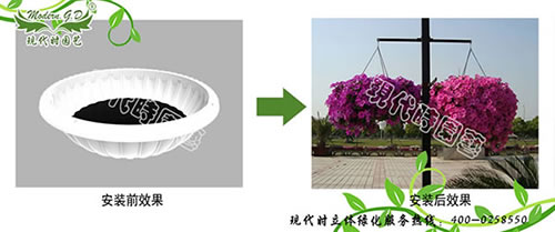 60吊兰盆对比图.jpg