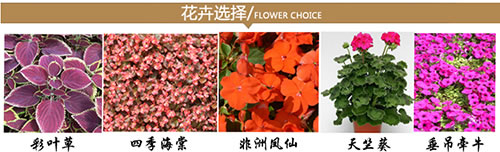 花卉选择.jpg